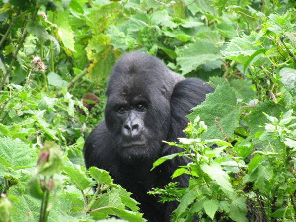 adult gorilla
