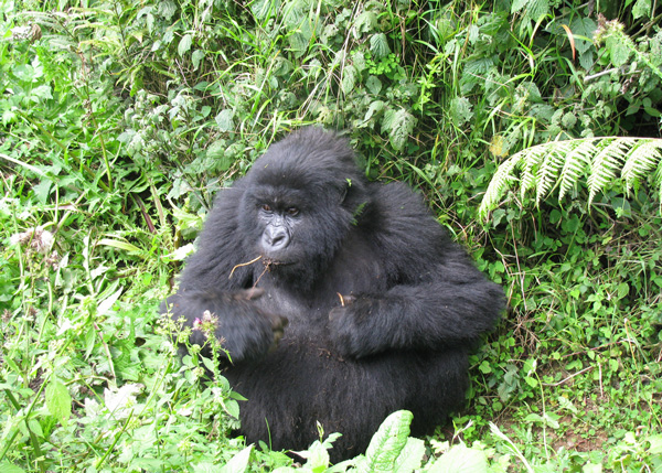gorilla eating
